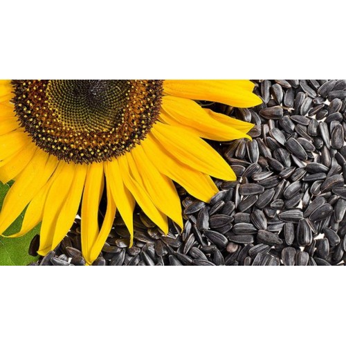 Семечки подсолнечника мелкие Семечки подсолнечника мелкие