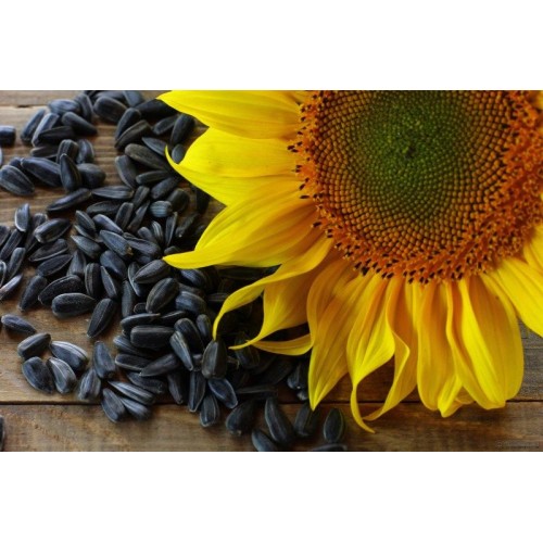 Семечки подсолнечника крупные Семечки подсолнечника крупные